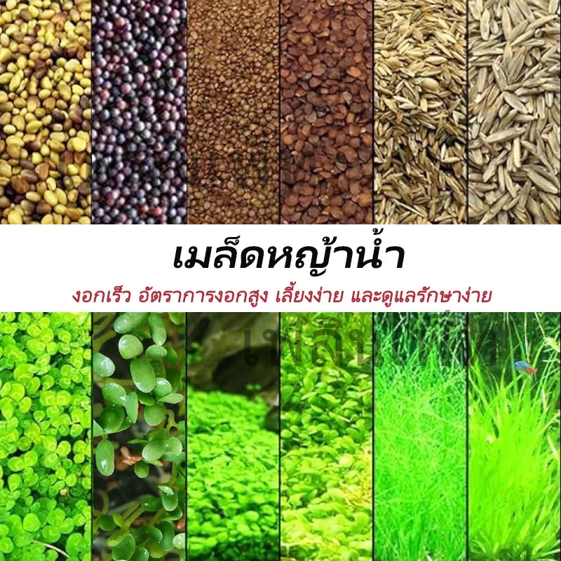 ถูกสุด💥เมล็ดไม้น้ำ ตู้ปลา เมล็ดพันธุ์ไม้น้ำ ปลูกตกแต่งตู้ปลา อ่างบัว บ่อปลาปลูกในน้ำมี6ชนิดเลี้ยงปลา