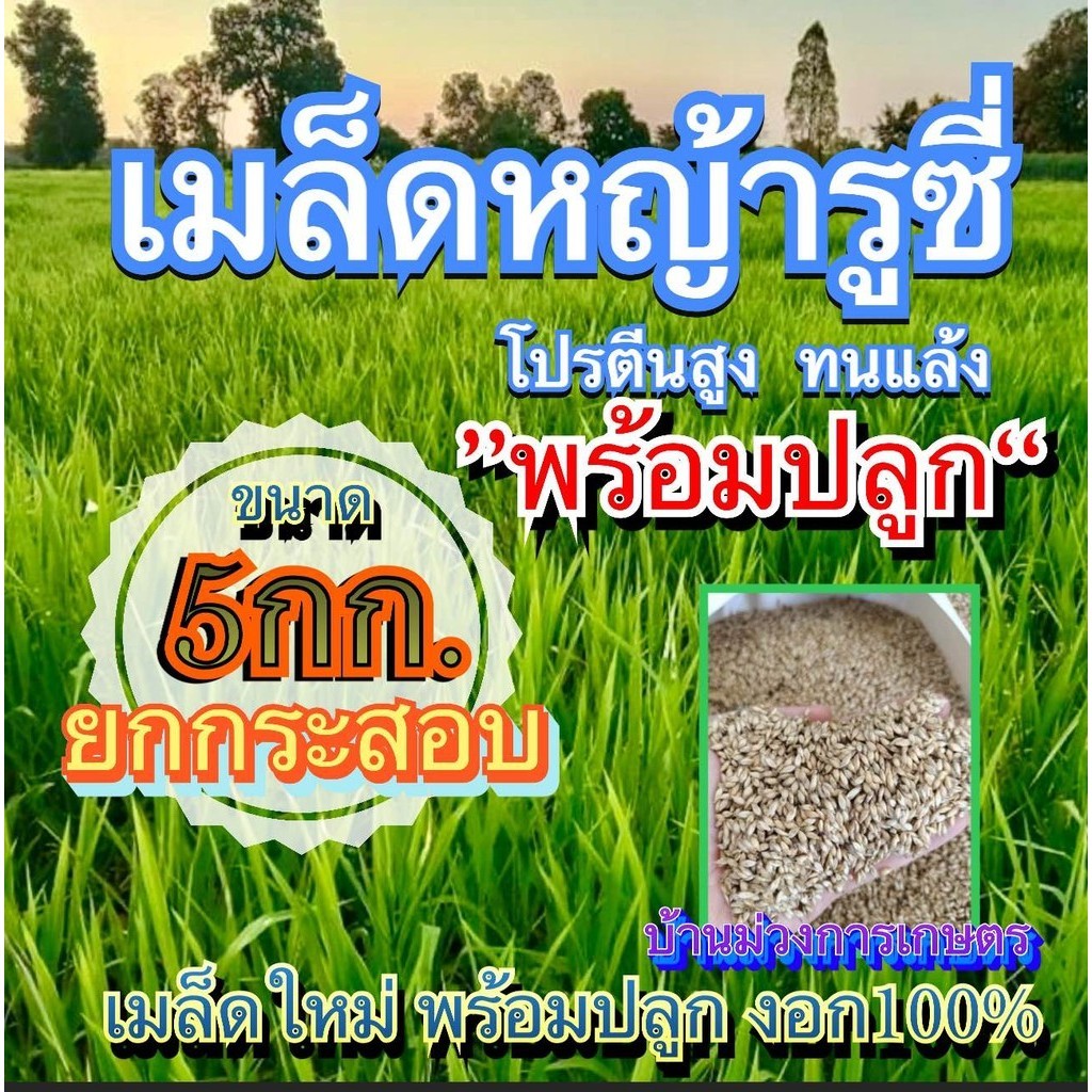✅ รูซี่ เมล็ดหญ้ารูซี่ 5 กิโลกรัม #พร้อมปลูก(รับประกันการงอก) ลูซี่ หญ้าเลี้ยงสัตว์ พันธ์ุหญ้า  หญ้าเลี้ยงวัว