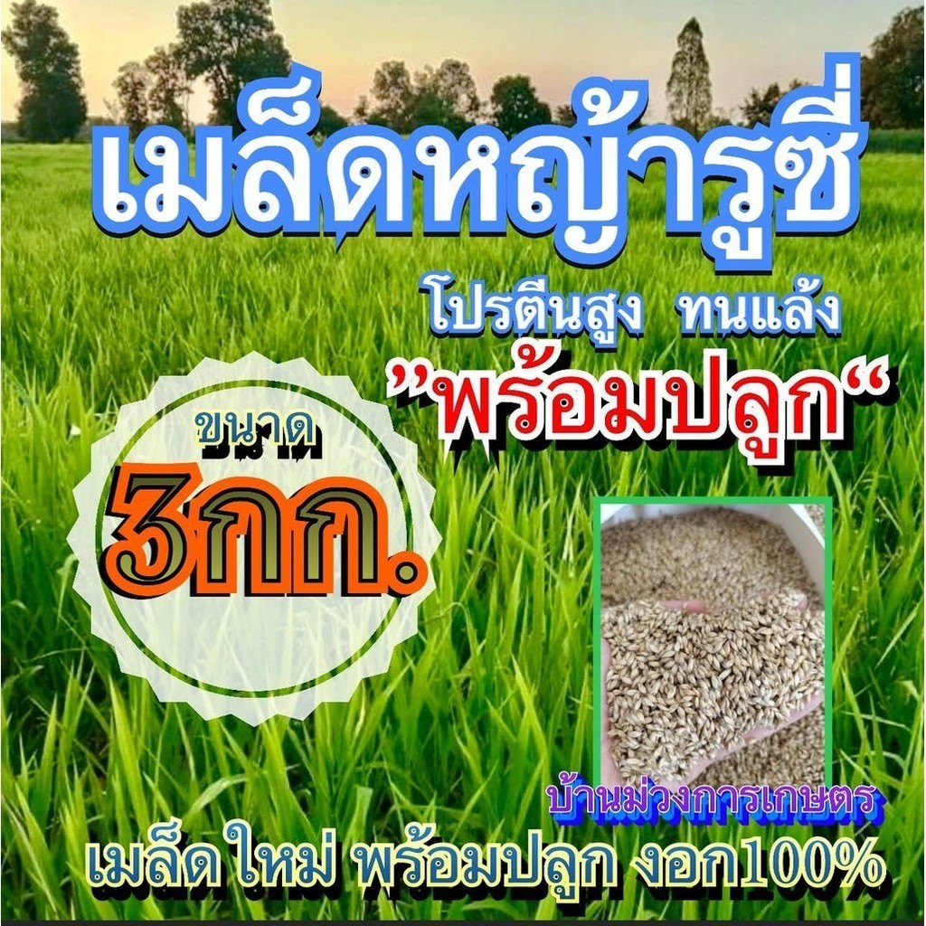 ✅ รูซี่ เมล็ดหญ้ารูซี่ 3 กิโลกรัม #พร้อมปลูก(รับประกันการงอก) ลูซี่ หญ้าเลี้ยงสัตว์ พันธ์ุหญ้า  หญ้าเลี้ยงวัว