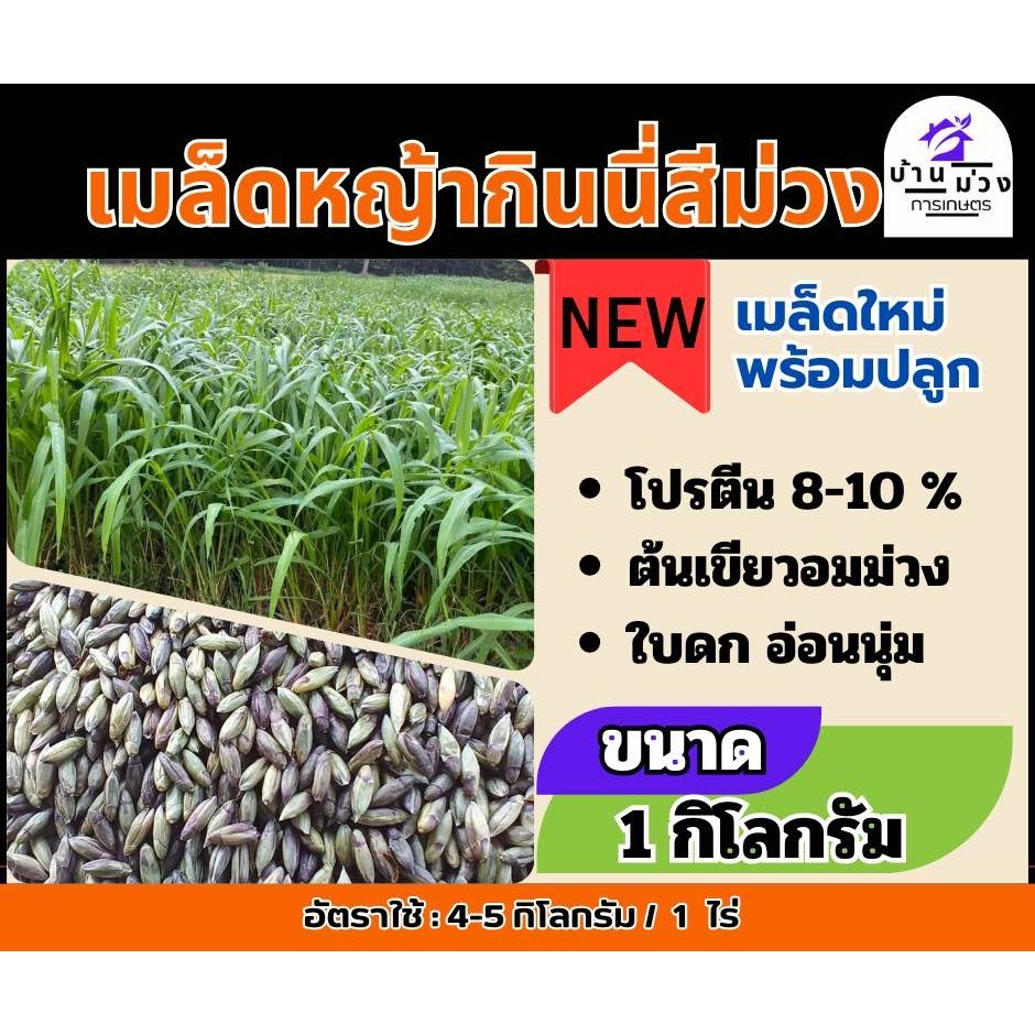 ✅ กินนี กินนี่สีม่วง เมล็ดกินนี่สีม่วง 1 กิโลกรัม (พร้อมปลูก) แตกกอ ใบใหญ่  ทนแล้ง