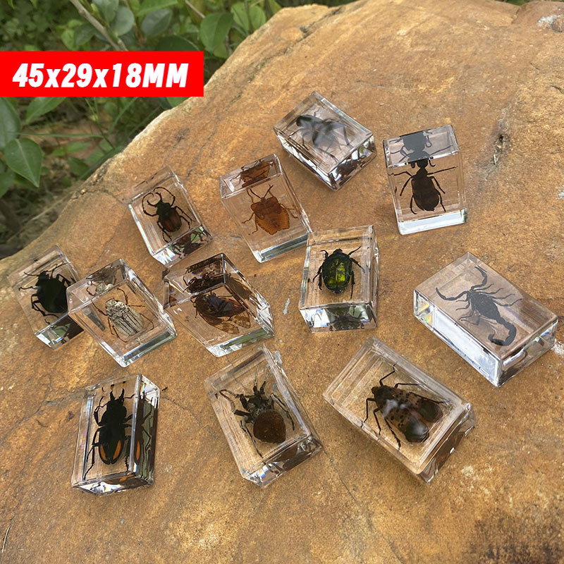 Real Insect Specimens Popular Science Teaching Aids Transparent Crystal Resin Ornaments Beetle Spider Scorpion Locust Cricket ASM6
