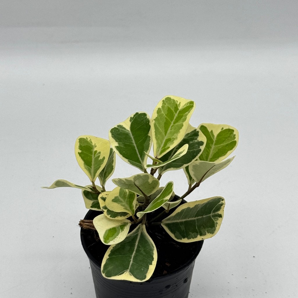 มุมมอง 5