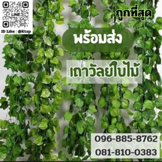 (เหมือนจริง)​ เถาวัลย์​ใบพลูด่าง​ เถาวัลย์​ใบองุ่น​ เถาวัลย์…