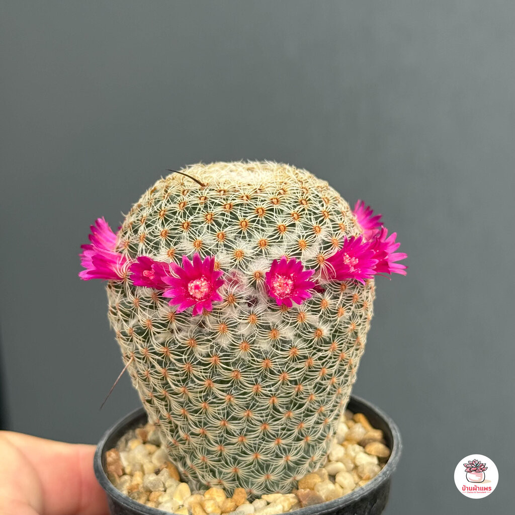 แมมฮุย Mammillaria huitzilopochtli แคคตัส กระบองเพชร cactus&succulent - รูปที่ 2