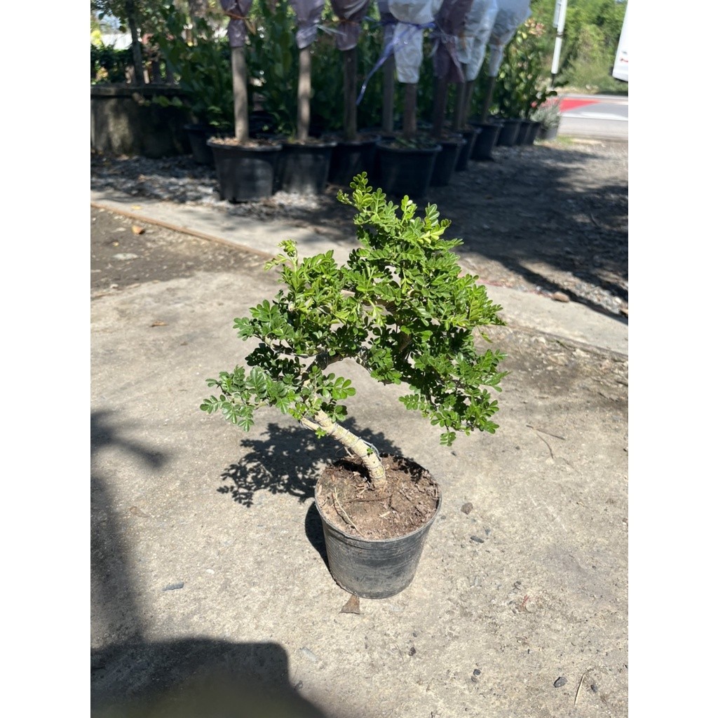 มุมมอง 6