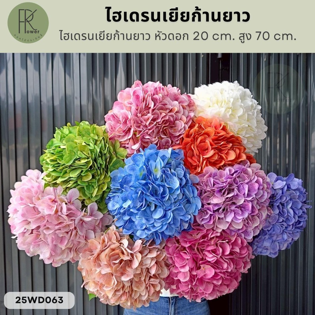 ไฮเดรนเยียก้านยาว หัวดอก 20 cm. สูง 70 cm.