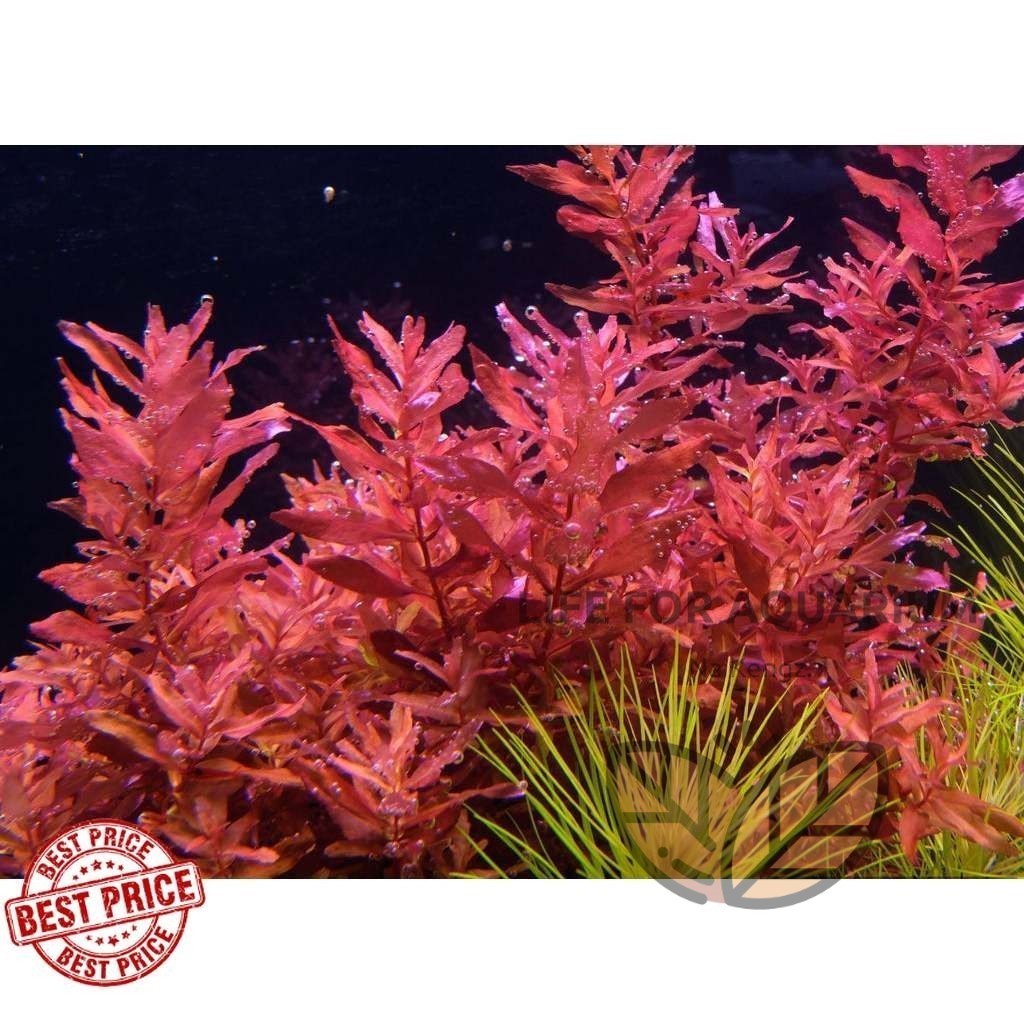 ใหม่ 2024 Rotala Macrandra mini Type 4 ไม้ข้อสายสะสม กลางตู้ หลังตู้ แดงลาย สายแท้ไม้ข้อ แฟนพันธุ์ตู้ดัช ตู้ไม้น้ำ