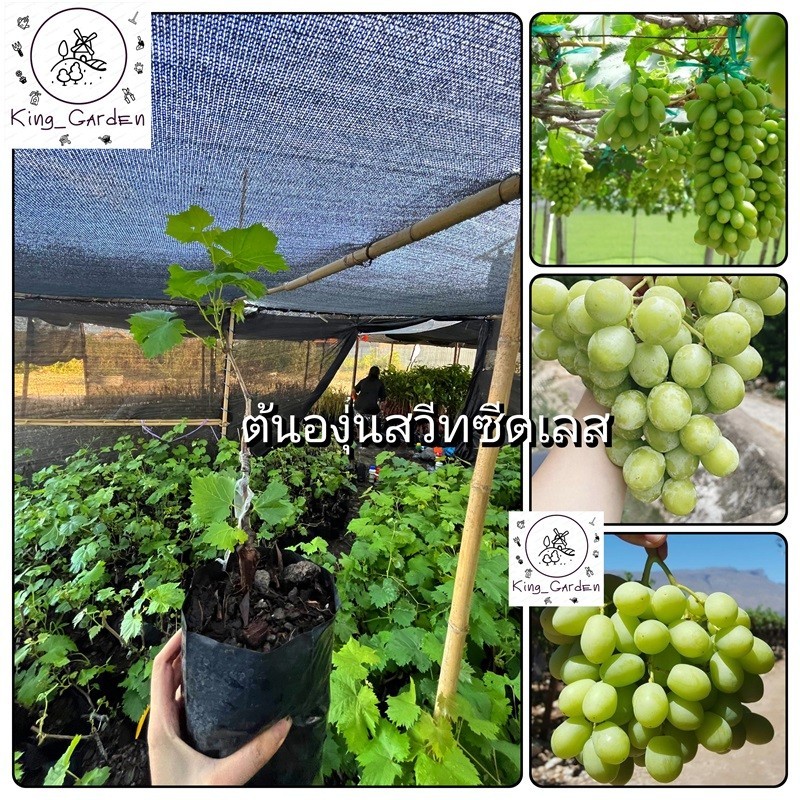 ต้นองุ่นสวีทซีดเลสองุ่นเสียบยอดต้นสูงประมาณ 50 ถึง 60 เซนติเมตร_nhongotkhonghat