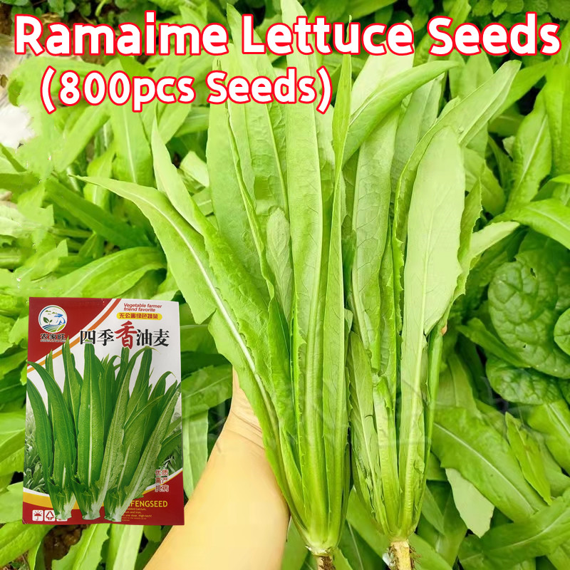 800 เมล็ด โหยวม่ายจีน เมล็ดพันธุ์ Sharp Leaf Ramaime Lettuce Seeds for Sale Leaf-used Lettuce Seeds 
