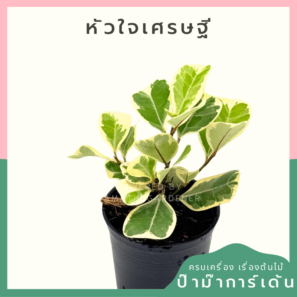 หัวใจเศรษฐี พร้อมกระถาง 3 นิ้ว