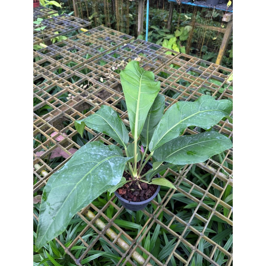 มุมมอง 4