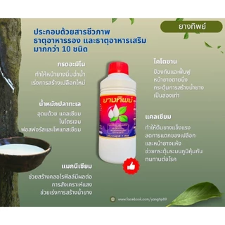 ยางทิพย์ สารชีวภาพเร่งน้ำยาง ขนาด1ลิตร ใช้ทา เพิ่มปริมาณ เพิ่มเปอร์เซนต์อย่างปลอดภัย ยาเร่งน้ำยาง ยาทาหน้ายาง