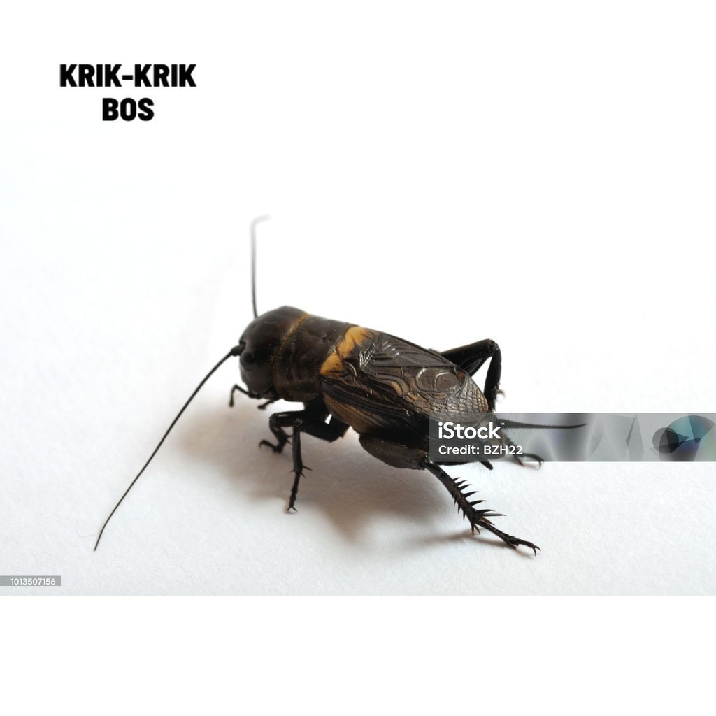 CRICKETS (SUPER LARGE) จิ้งหรีดต่อสู้ขนาดใหญ่/ซุปเปอร์จิ้งหรีดนักสู้