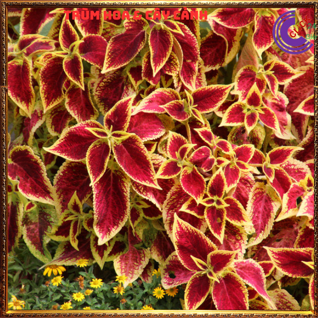 หม้อใบแดงพร้อมทุ่งหญ้าสีเหลือง 5000ID LANDSCAPE OF OUTSTANDING สี BEAUTIFUL ซูเปอร์มาร์เก็ต 5000 ดอก