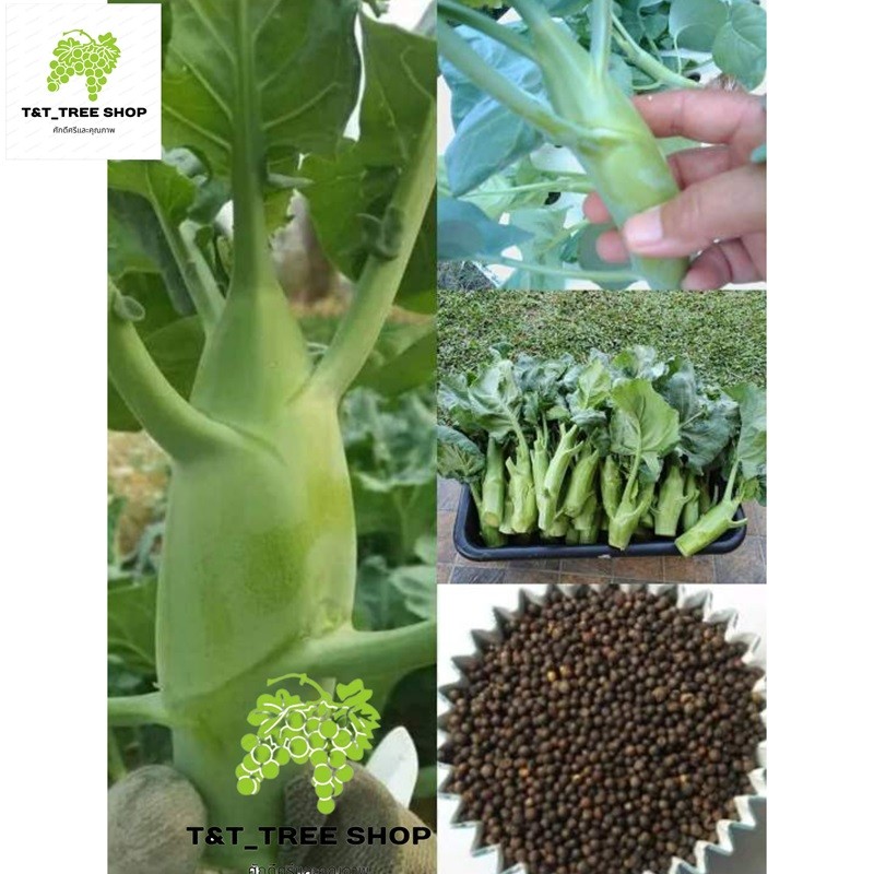 เมล็ด​พันธุ์​คะน้าเห็ดหอมฮ่องกง​จัมโบ้​ 500เมล็ด​ – โปรปัง