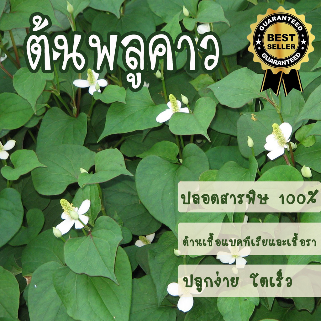 ต้นพลูคาว พลูคาว สุดยอดสมุนไพร พลูคาวออร์แกนิค  ผักคาวตอง เพื่อสุขภาพ พืชผักปลอดสารพิษ