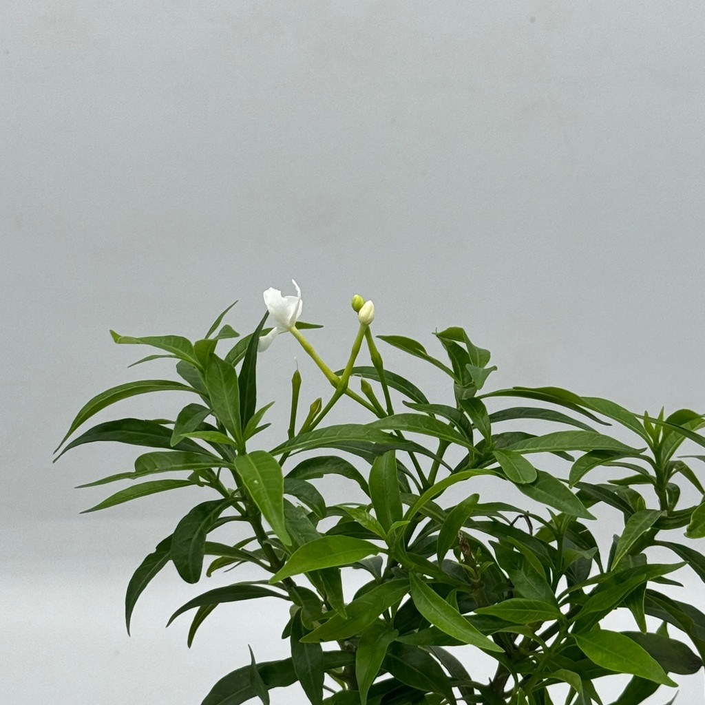 มุมมอง 5