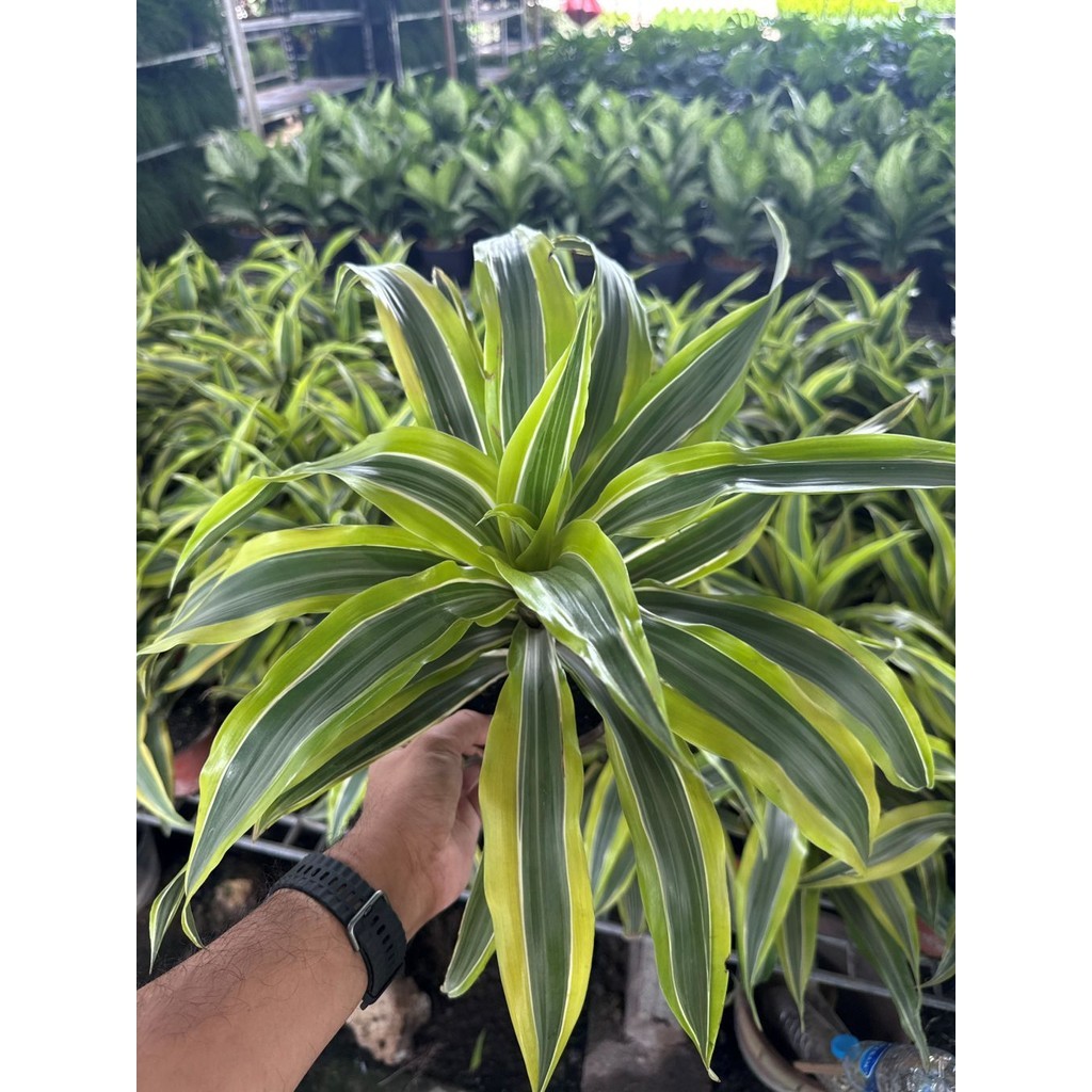 มุมมอง 4