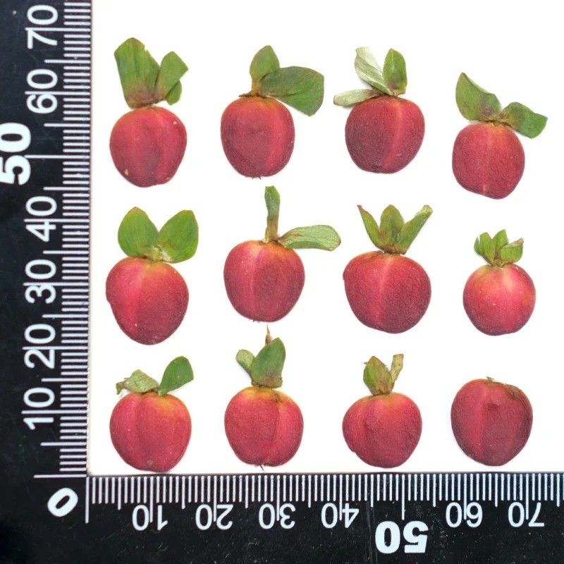 กดเชอร์รี่ผลไม้แห้ง-วัสดุงานฝีมือ ทําเอง สําหรับเรซิน,เคสโทรศัพท์,กรอบรูปและภาพวาดพืช - รูปที่ 5