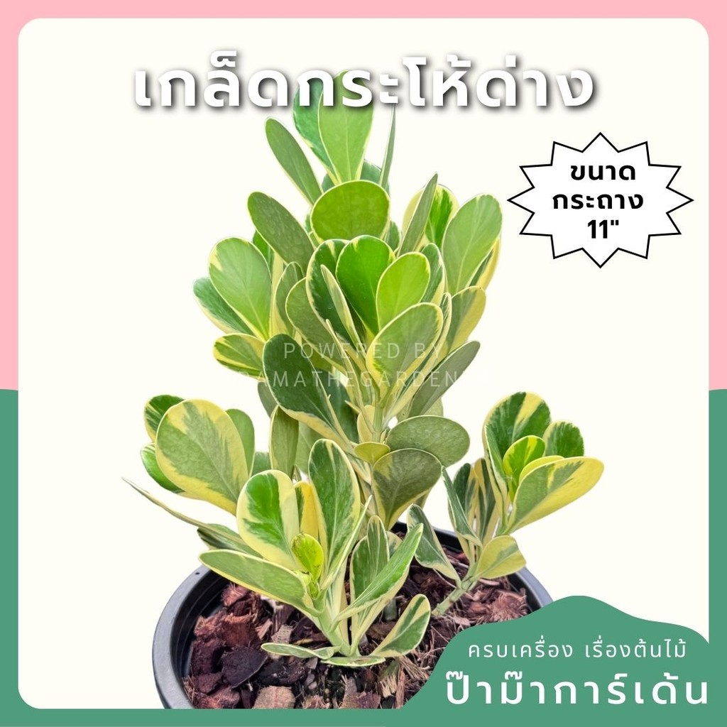 เกล็ดกระโห้ด่าง พร้อมกระถาง 11 นิ้ว