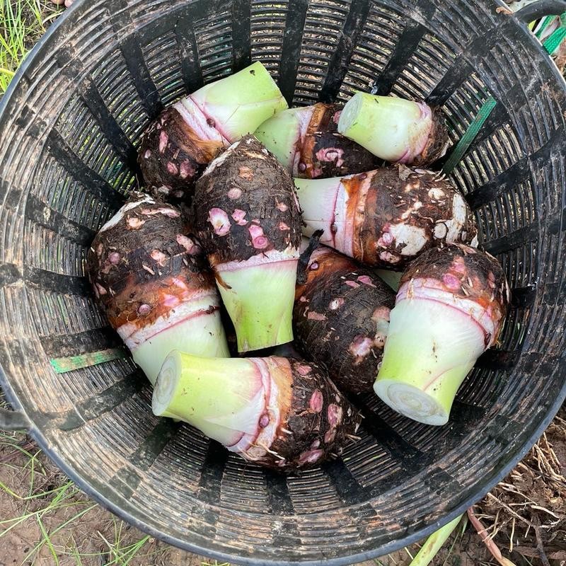 หัวเผือก เผือกบก คุณภาพดี น้ำหนัก 1 kg ราคาถูกที่สุด