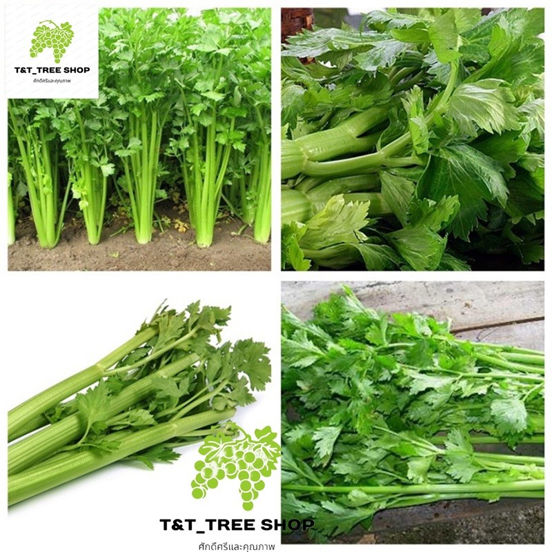 1500-2000 เมล็ด เมล็ดพันธุ์ เซเลอรี่ (celery)  ขึ้นฉ่ายฝรั่งต้นใหญ่