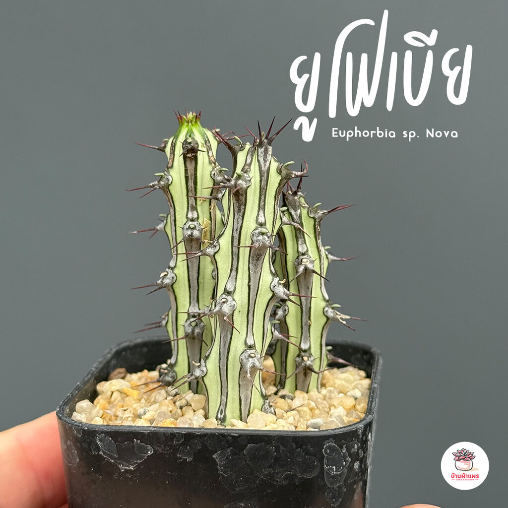 ยูโฟเบีย Euphorbia sp. Nova แคคตัส กระบองเพชร cactus&succulent