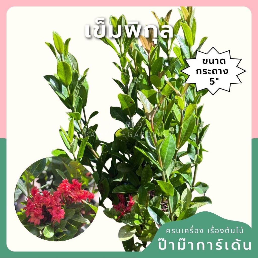 มุมมอง 2