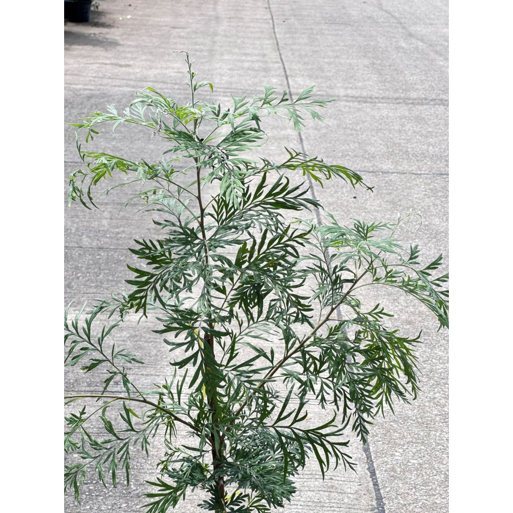 ซิลเวอร์โอ๊ค  Southern Silky Oak, Silk Oak หรือ Silky Oak, Silver Oak หรือ Australian Silver Oak ส่งถุงดำ