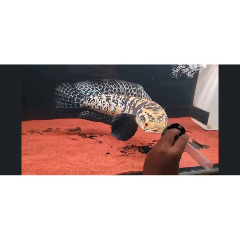 Hobby Maru Yellow Sentarum/Ys Batik Sorting ขนาด 8-25 ซม. ขอได้