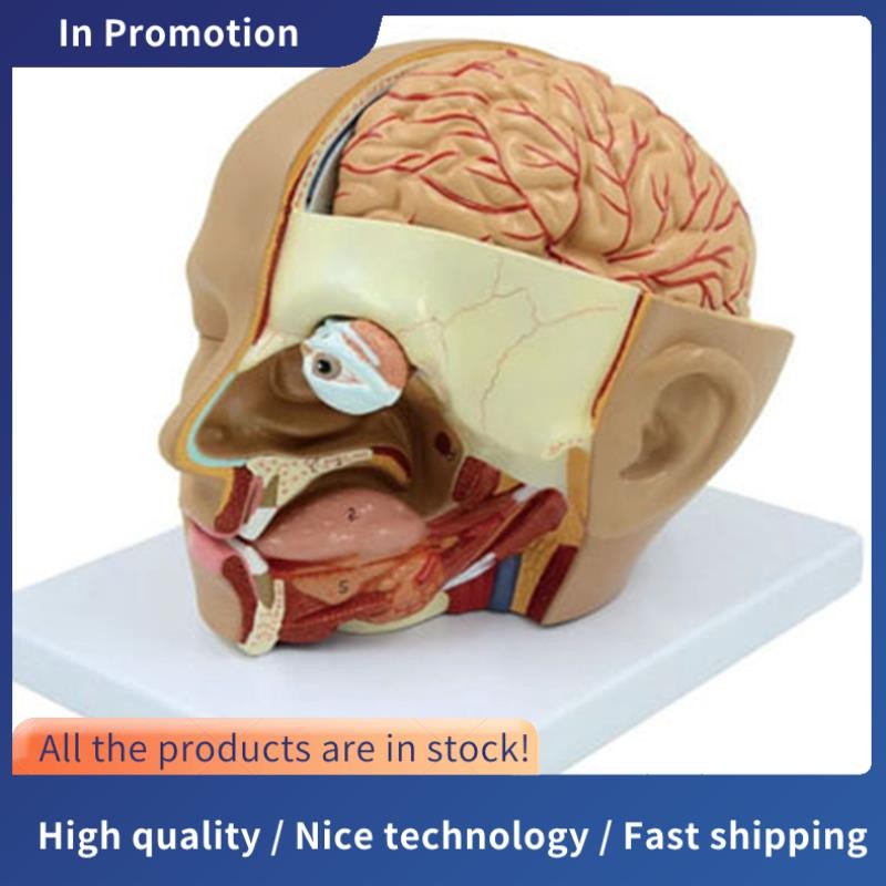 Human Head Anatomy Model Head สมองส่วน Anatomy สําหรับห้องเรียนวิทยาศาสตร์การศึกษาการเรียนรู้การสอนจ