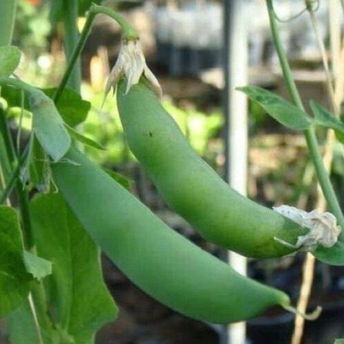 ถั่วลันเตาหวาน เมล็ดพันธุ์ 9-20 เมล็ด มีคู่มือปลูก ทนร้อนพอสมควร ปลูกได้หลายฤดูกาล เก็บเกี่ยว 60–70 วัน (10แถม1)