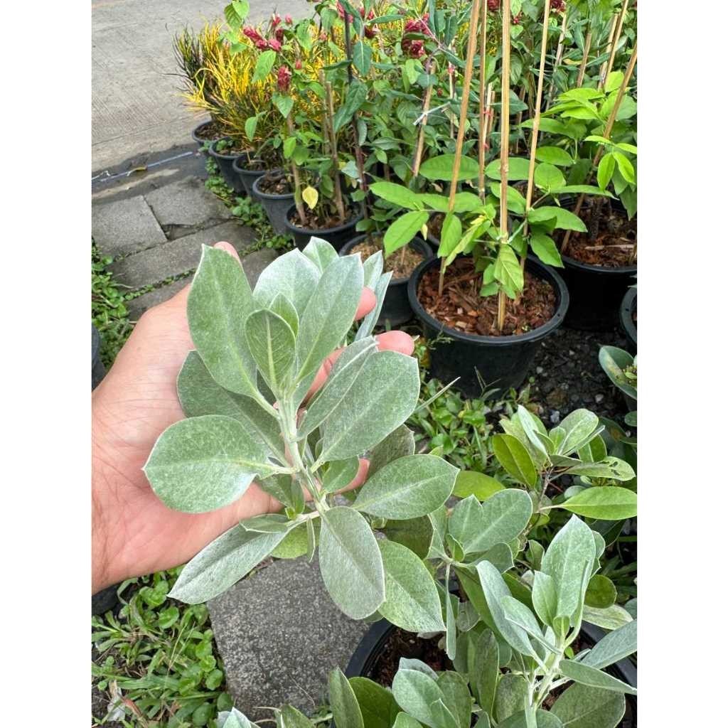 มุมมอง 3