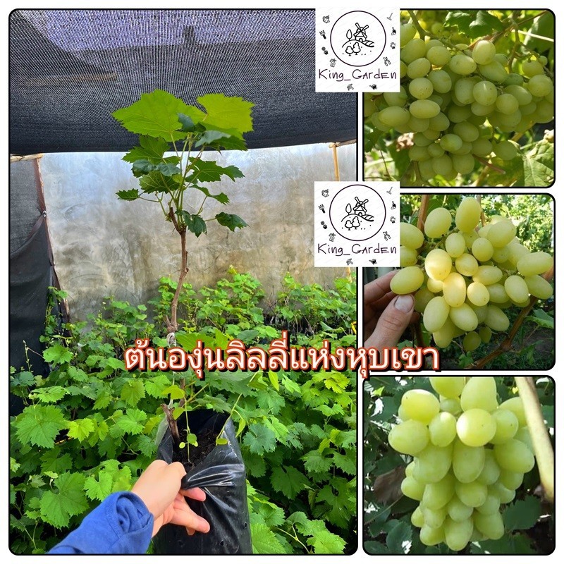 ต้นองุ่นลิลลี่แห่งหุบเขาองุ่นเสียบยอดต้นสูงประมาณ 50 ถึง 60 เซนติเมตร_nhothung