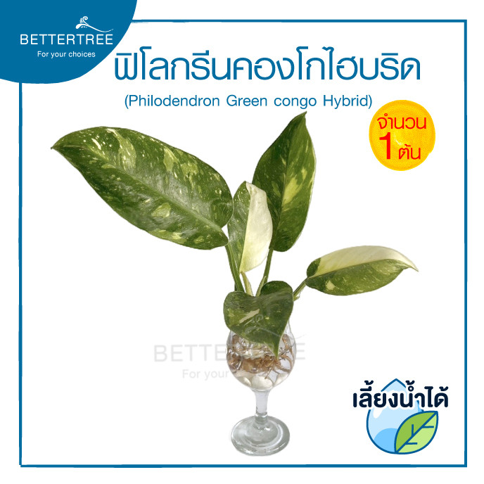 ฟิโลกรีนคองโกไฮบริด (จำนวน 1 ต้น) เลี้ยงน้ำได้ Philodendron Green Congo Hybrid  ไม้ฟอกาอกาศไม้มงคล