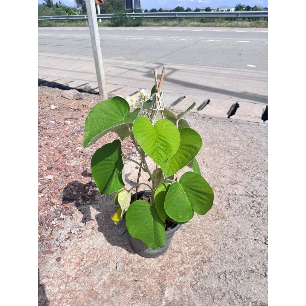 มุมมอง 5