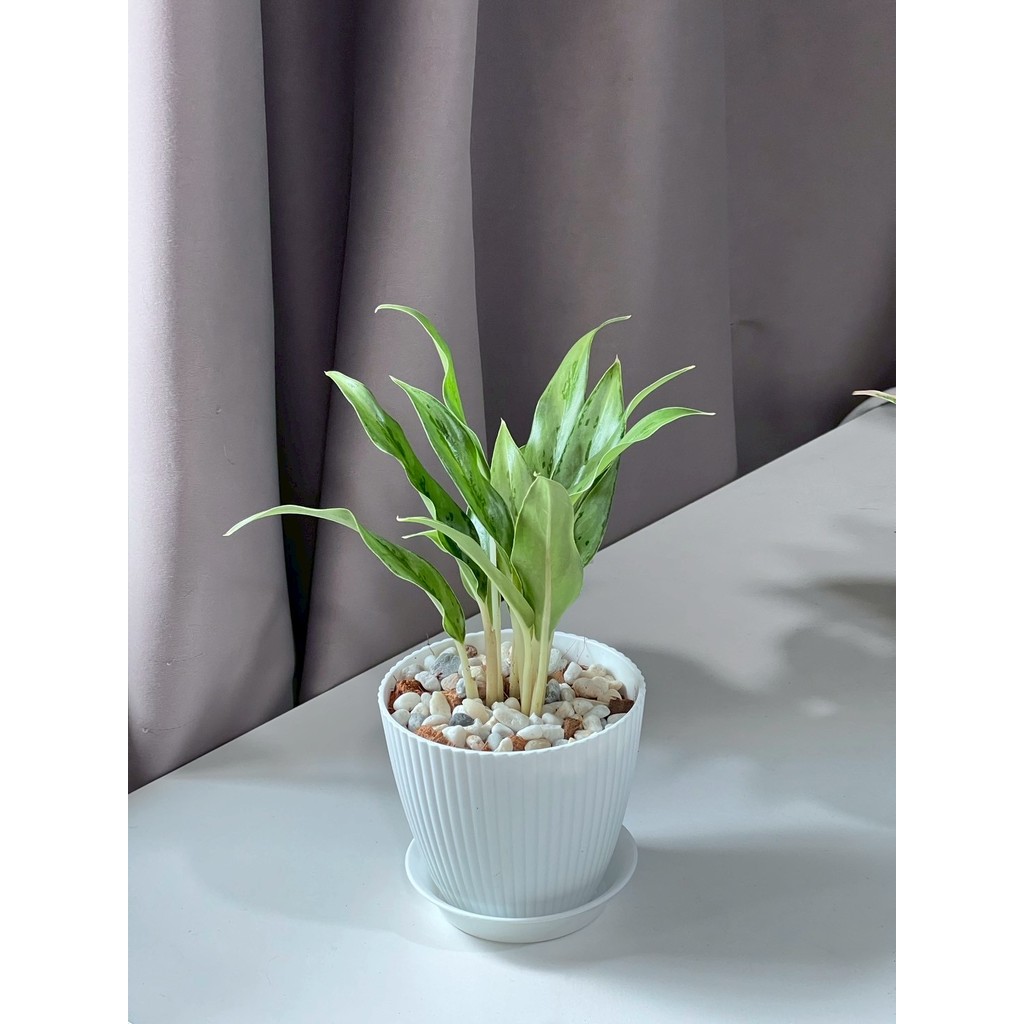 มุมมอง 7