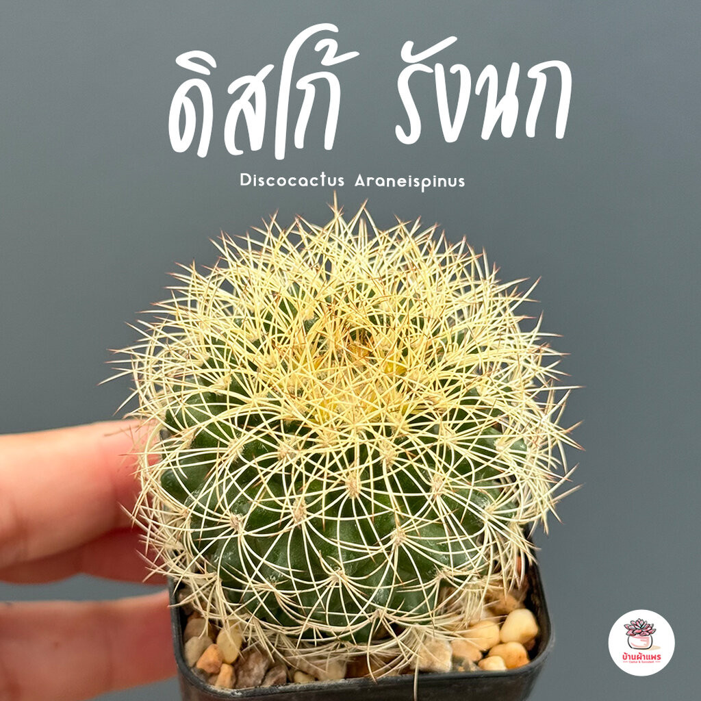 ดิสโก้ รังนก Discocactus Araneispinus แคคตัส กระบองเพชร cactus&succulent
