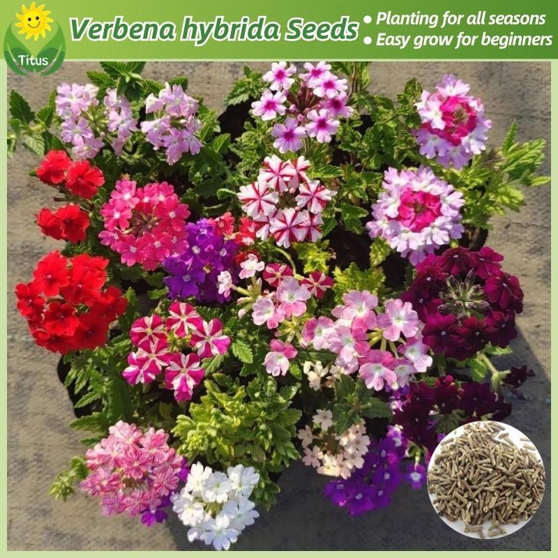 เมล็ดพันธุ์ ดอก เวอร์บีน่า ไฮบริดดา บรรจุ 150 เมล็ด หลากสี Verbena hybrida Flower Seeds บอนสี เมล็ดดอกไม้ ต้นไม้ฟอกอากาศ