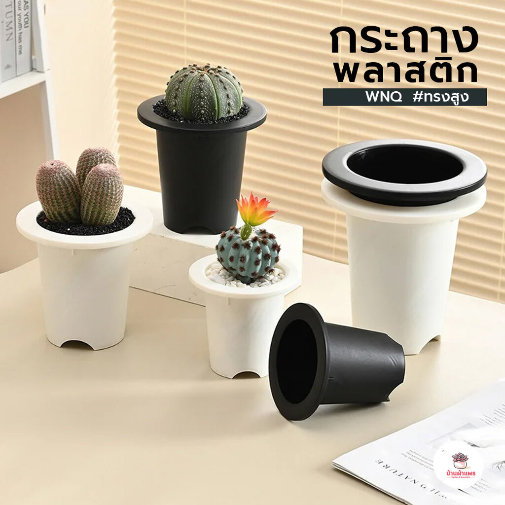 [ WNQ ] กระถางทรงสูง ขอบกว้าง กระถางพลาสติก แคคตัส กระบองเพชร ไม้อวบน้ำ Cactus&Succulent