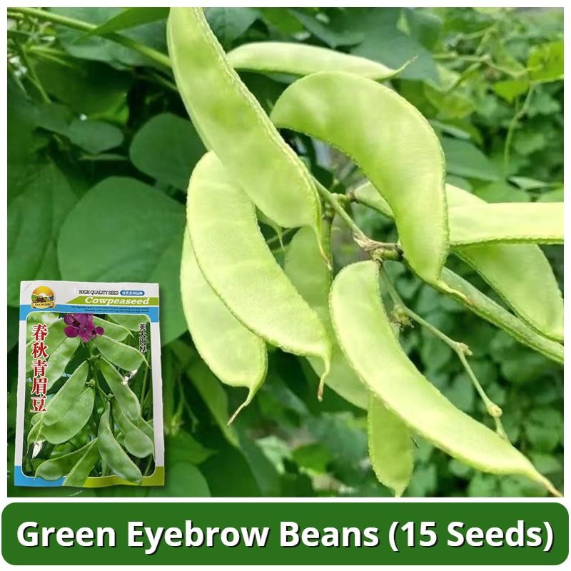 เมล็ดพันธุ์ถั่วแปบหูข้าง 15เมล็ด/แพ็ค Green Eyebrow Beans Seed Lentils Organic Vegetable Seeds ผักออ
