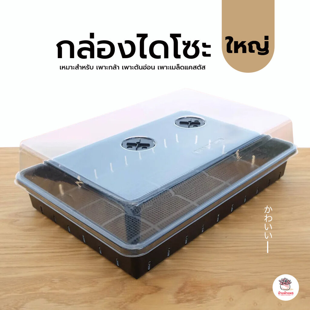 กล่องไดโซะ #ใหญ่ กล่องเพาะเมล็ด แคคตัส กระบองเพชร cactus&succulent