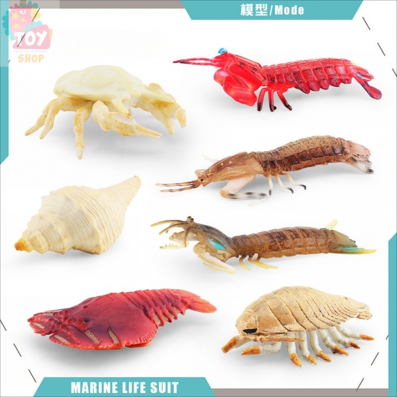 ของเล่นเพื่อการศึกษาและการศึกษาสำหรับเด็กโมเดลสิ่งมีชีวิตในทะเลจำลองกุ้ง Pipa ปูคิงตุ๊กตาพิพิธภัณฑ์สัตว์น้ำแมลงเท้า