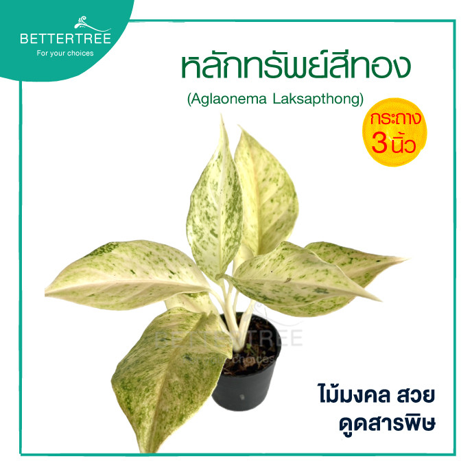 หลักทรัพย์สีทอง กระถาง 3 นิ้ว ต้นไม้มงคล ไม้ฟอกอากาศ