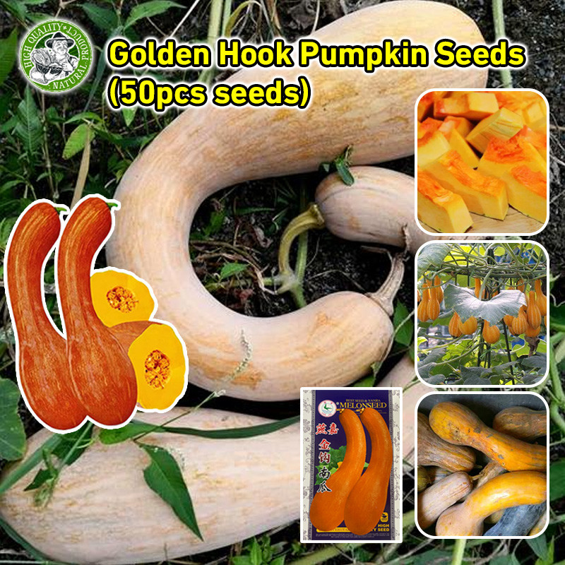 🌱 สินค้าดี มีคุณภาพ เมล็ดฟักทอง Golden Hook Pumpkin Seeds Organic Sweet Pumpkin Plants Seeds Pumpkin