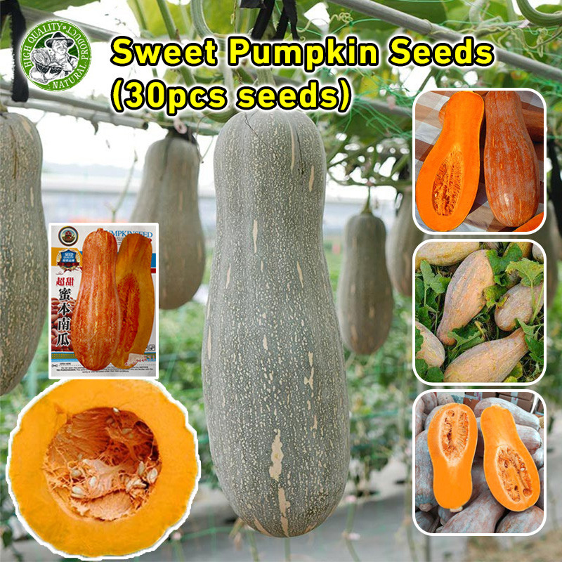 🌱ปลูกได้ทั่วไทย เมล็ดฟักทอง High Yield Super Sweet Pumpkin Seeds Organic Honey Pumpkin Plants Seeds 