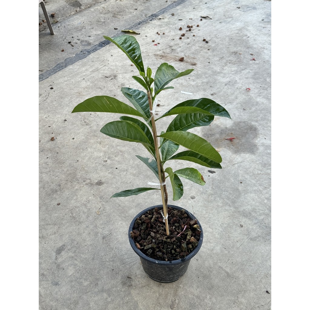 มุมมอง 2