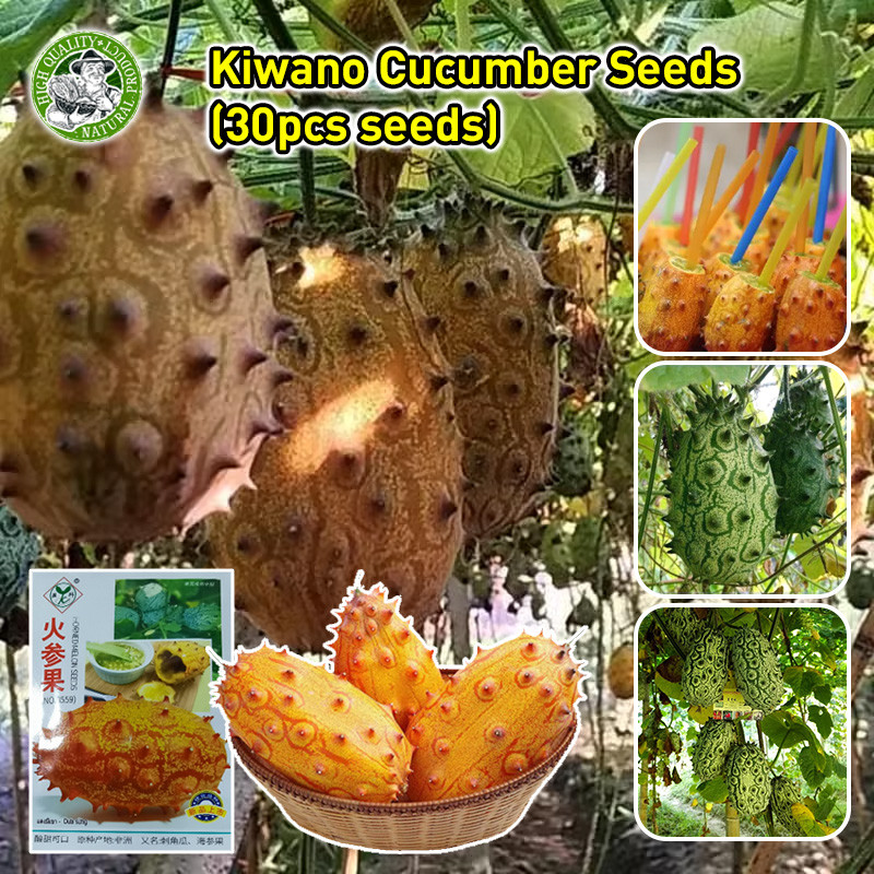 🌱เมล็ดพันธุ์ แตงหนามคิวาโน่ (Kiwano Melon Seed) African Horned Cucumber Seeds Fire Ginseng Fruit Seeds บอนไซ ต้นไม้