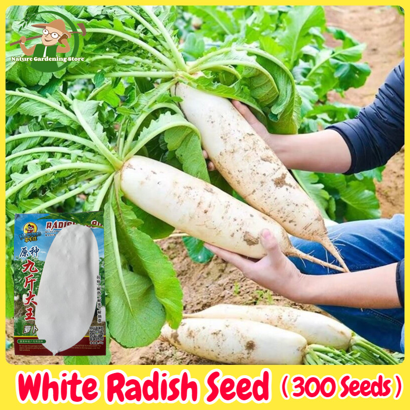 เมล็ดพันธุ์ หัวไชเท้าขาว บรรจุ 300 เมล็ด BWhite Radish Seed Organic Vegetable Seeds for Planting