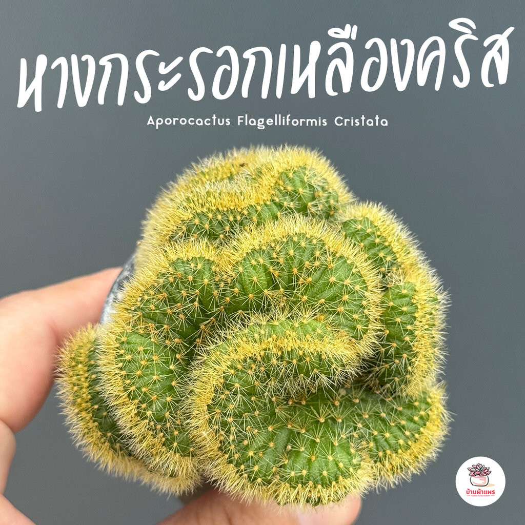 หางกระรอกเหลืองคริส Aporocactus Flagelliformis Cristata กระบองเพชร ไม้อวบน้ำ Cactus&Succulent